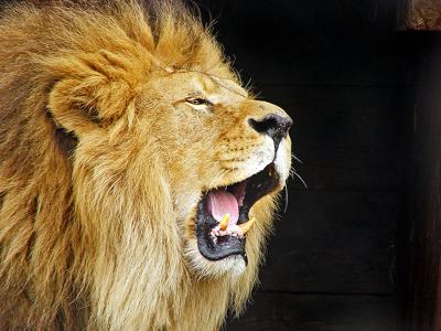 Roaring lion<br> courtesy Wikimedia Commons