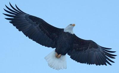 Eagle soaring above Alaskan river