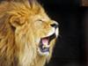 Roaring lion<br> courtesy Wikimedia Commons