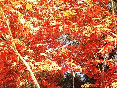 Maple tree ablaze with color