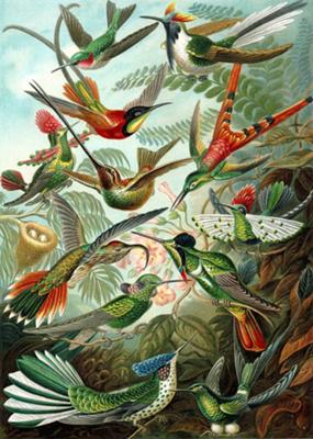 Trochilidae - Hummingbirds