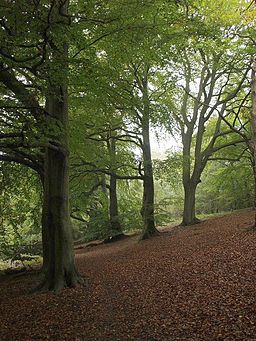 We have peace in the midst of the storm