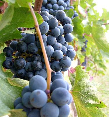 Do you exhibit the fruit of the Spirit?