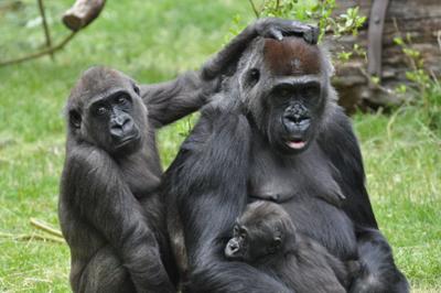 Gorilla family