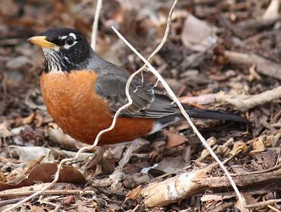 American robin