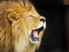 Roaring lion<br class=