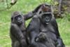 Gorilla family