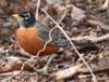 American robin