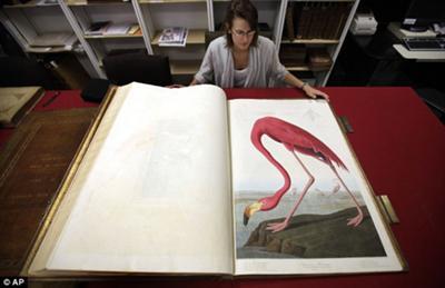 Audubon Elephant Folio