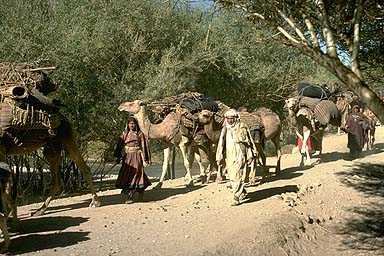 Camel Trek 2
