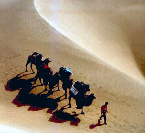 Camel Trekker