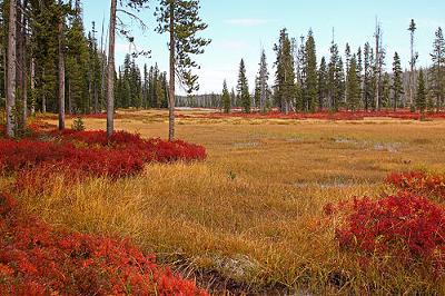 Autumn in Yellowstone National Park