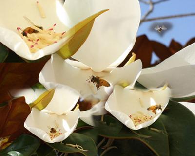 Magnolia flowers are bisexual