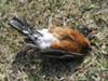 Dead robin