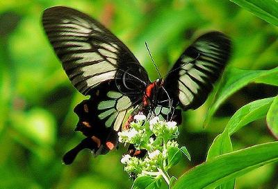 Ceylon Butterfly